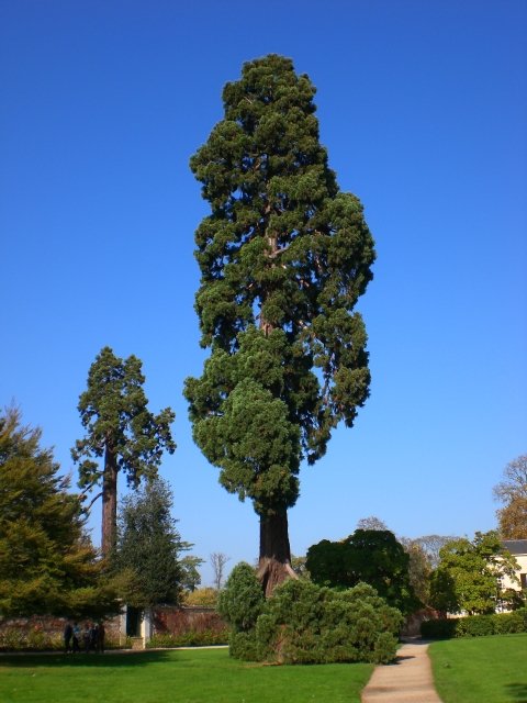 Sequoiadendron giganteum Trianon
